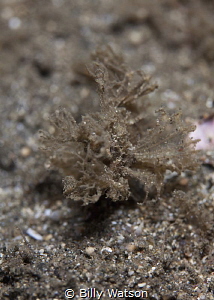 That Seaweed has eyes -- Ambon Scorpionfish by Billy Watson 